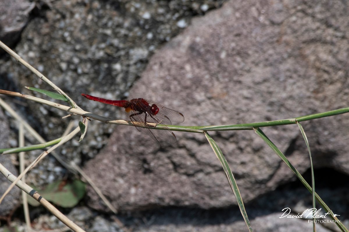 DPPhotography - Lesvos - Broad scarlet - C.jpg - Broad scarlet - Anaxos, Lesvos