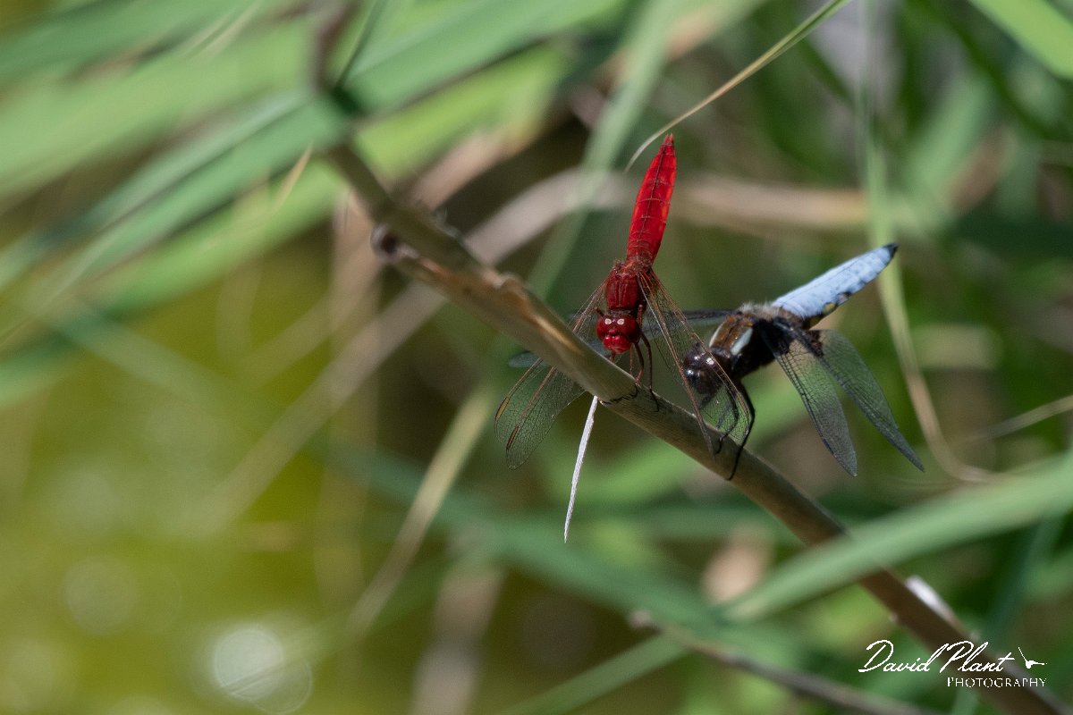 DPPhotography - Lesvos - Broad scarlet - D.jpg - Broad scarlet - Anaxos, Lesvos