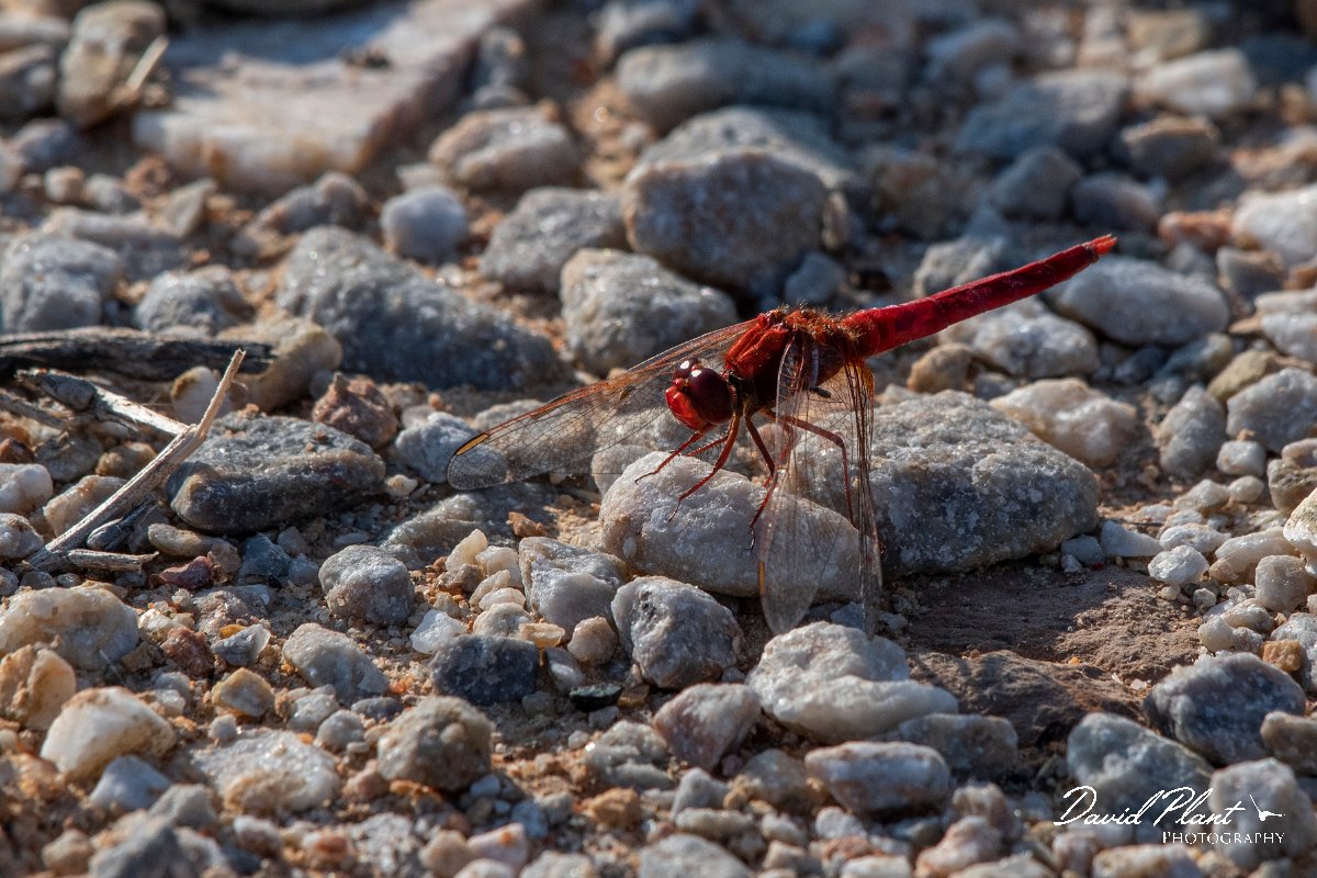 DPPhotography - Lesvos - Broad scarlet - F.jpg - Broad scarlet - Dipi Larisos reedbed, Lesvos