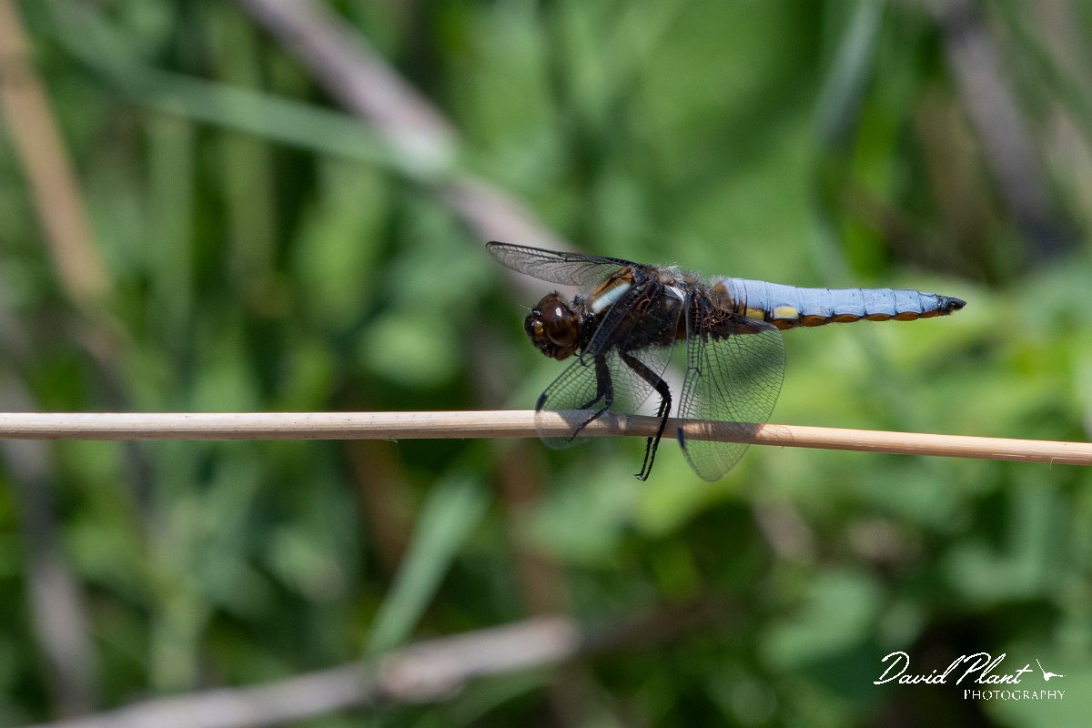 DPPhotography - Lesvos - Broad-bodied chaser - B.jpg - Broad-bodied chaser - Anaxos, Lesvos