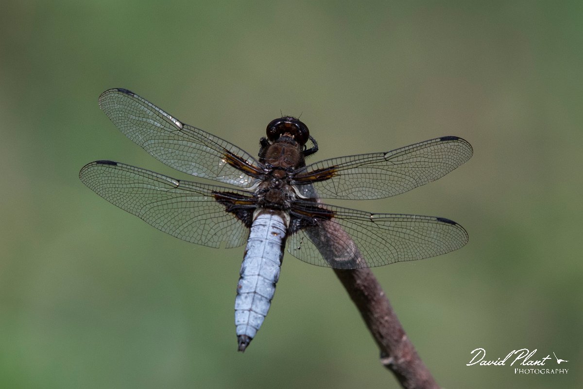 DPPhotography - Lesvos - Broad-bodied chaser - C.jpg - Broad-bodied chaser - Anaxos, Lesvos