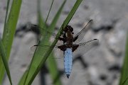 DPPhotography - Lesvos - Broad-bodied chaser - A