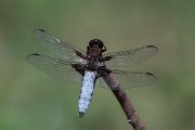 DPPhotography - Lesvos - Broad-bodied chaser - C