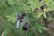 DPPhotography - Lesvos - Broad-bodied chaser - D