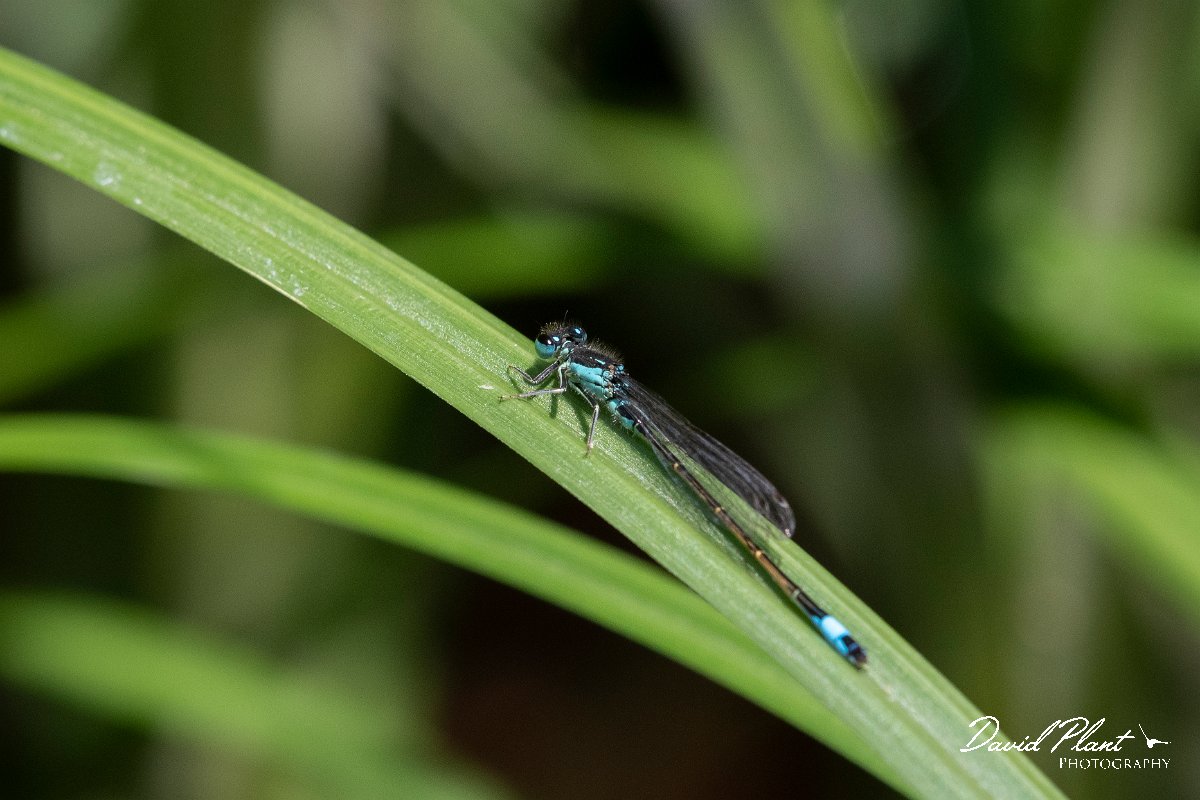 DPPhotography - Lesvos - Common bluetail - C.jpg - Common bluetail - Anaxos, Lesvos