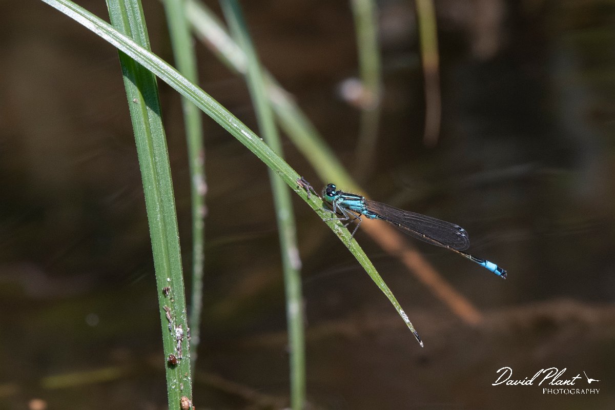 DPPhotography - Lesvos - Common bluetail - D.jpg - Common bluetail - Anaxos, Lesvos