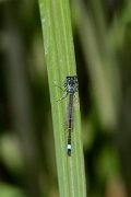DPPhotography - Lesvos - Common bluetail - B