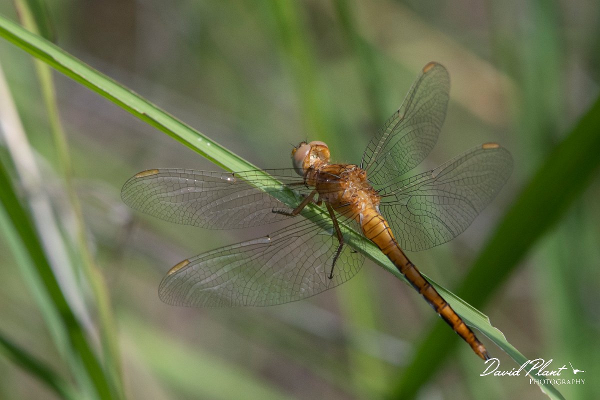 DPPhotography - Lesvos - Keeled skimmer - A.jpg - Keeled skimmer - Achladeri forest, Lesvos