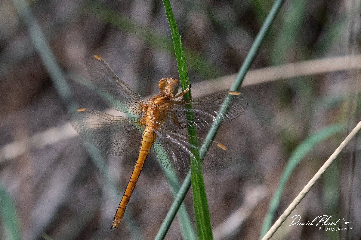 DPPhotography - Lesvos - Keeled skimmer - B.jpg - Keeled skimmer - Achladeri forest, Lesvos