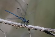 DPPhotography - Lesvos - Odalisque - F