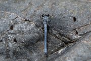 DPPhotography - Lesvos - Odalisque - K
