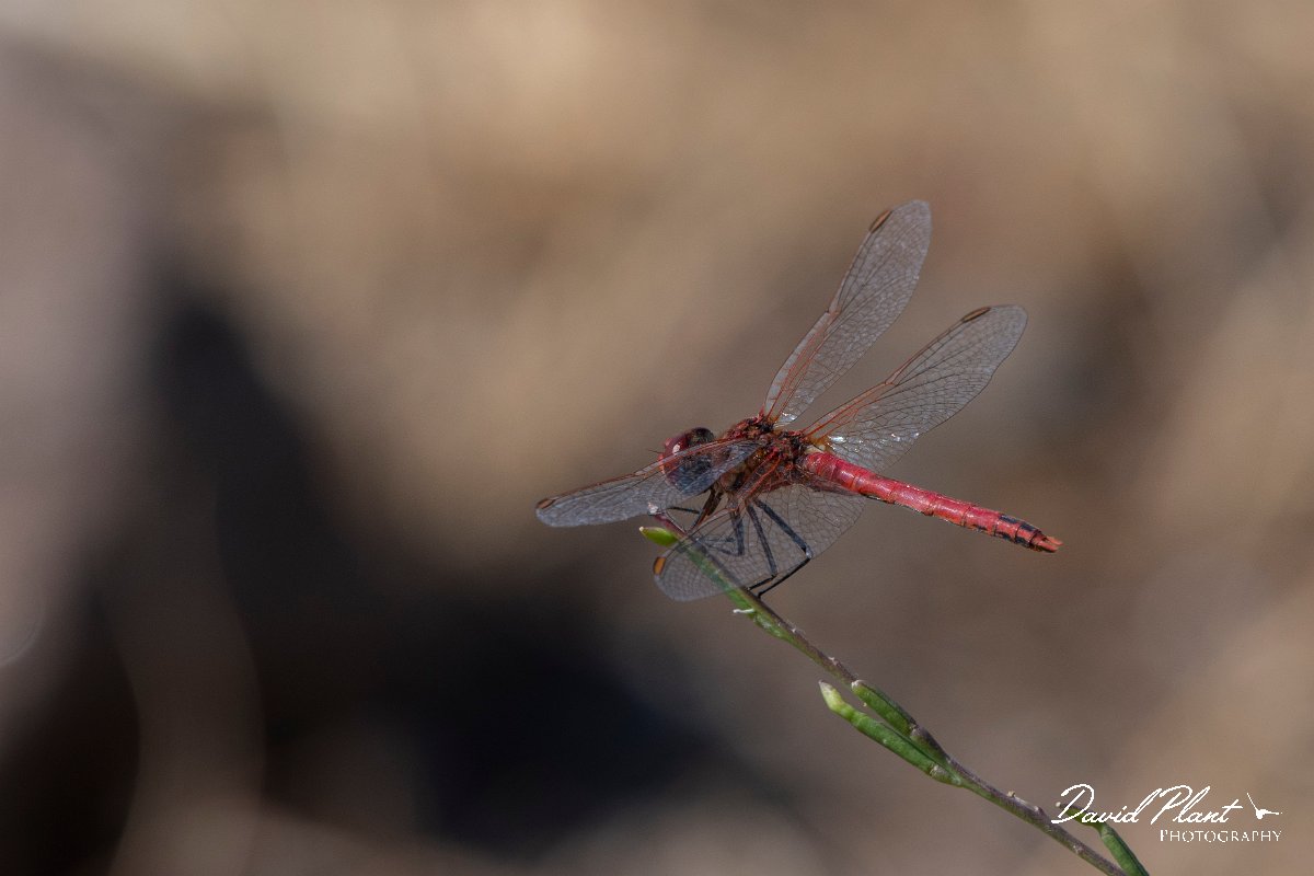 DPPhotography - Lesvos - Red-veined darter - A.jpg - Red-veined darter - Perasma reservoir, Lesvos