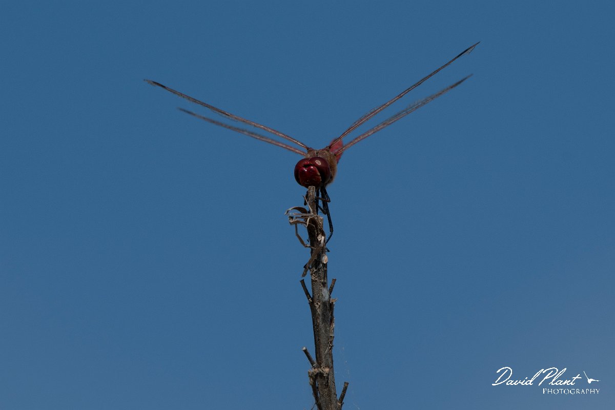 DPPhotography - Lesvos - Red-veined darter - B.jpg - Red-veined darter - Perasma reservoir, Lesvos