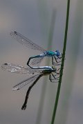 DPPhotography - Lesvos - Robust spreadwing - D