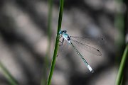 DPPhotography - Lesvos - Robust spreadwing - H