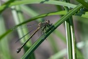 DPPhotography - Lesvos - Robust spreadwing - I