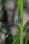 DPPhotography - Lesvos - Robust spreadwing - K