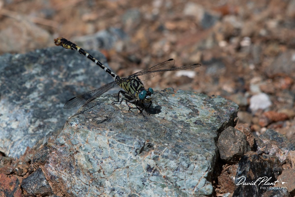DPPhotography - Lesvos - Small pincertail - C.jpg - Small pincertail - Achladeri forest, Lesvos