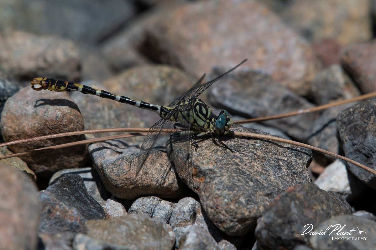 DPPhotography - Lesvos - Small pincertail - H.jpg - Small pincertail - Achladeri forest, Lesvos