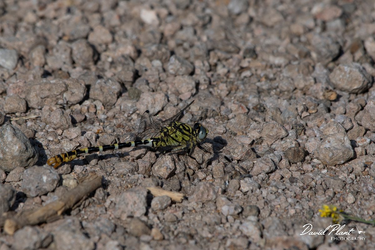 DPPhotography - Lesvos - Small pincertail - J.jpg - Small pincertail - Potamia Valley, Lesvos