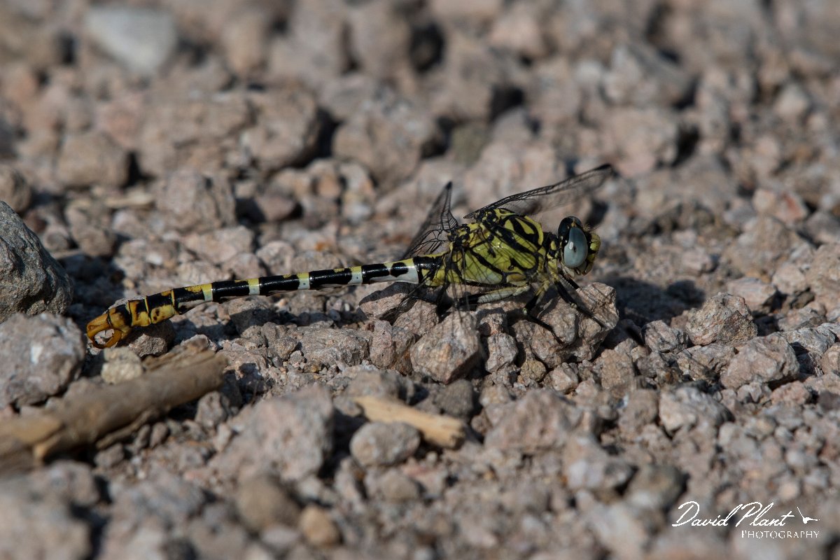 DPPhotography - Lesvos - Small pincertail - K.jpg - Small pincertail - Potamia Valley, Lesvos
