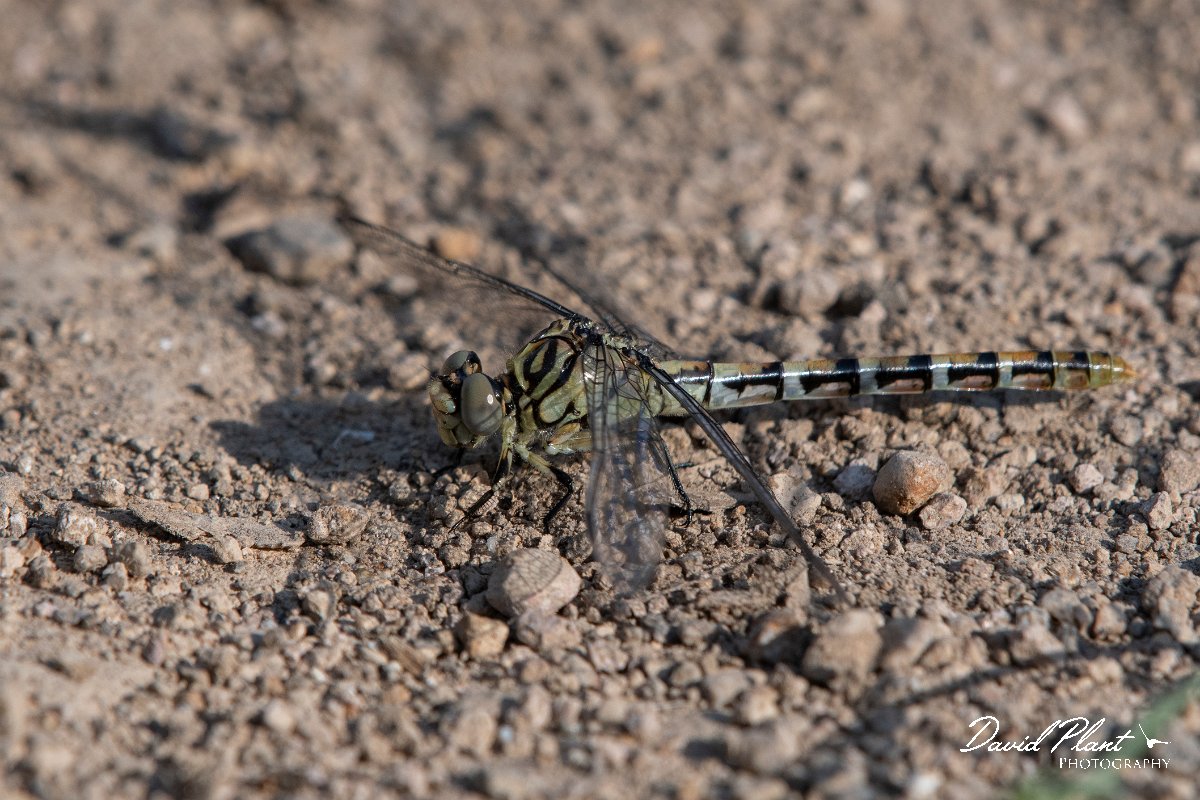 DPPhotography - Lesvos - Small pincertail - M.jpg - Small pincertail - Potamia Valley, Lesvos