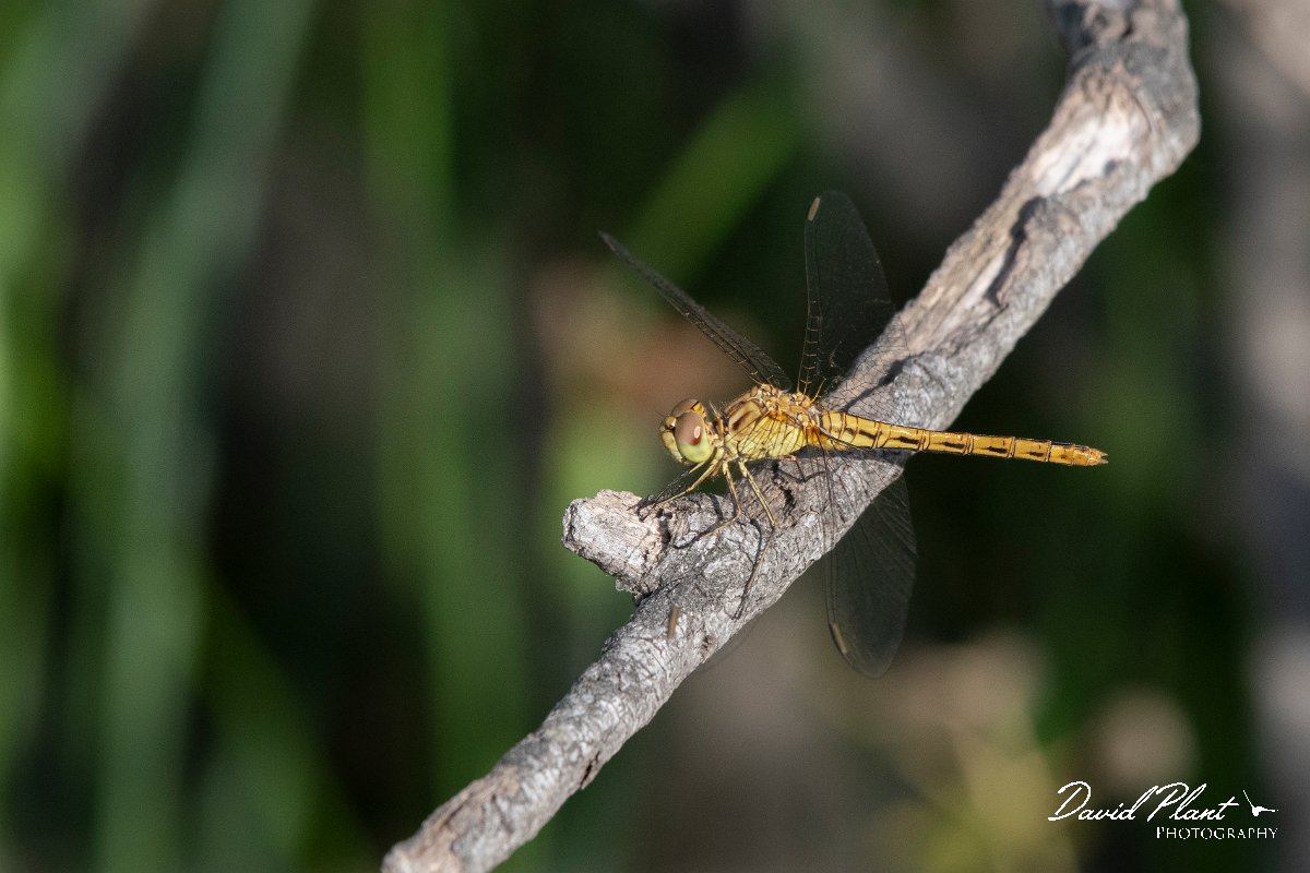 DPPhotography - Lesvos - Southern darter - B.jpg - Southern darter - Skal Kallonis pool, Lesvos