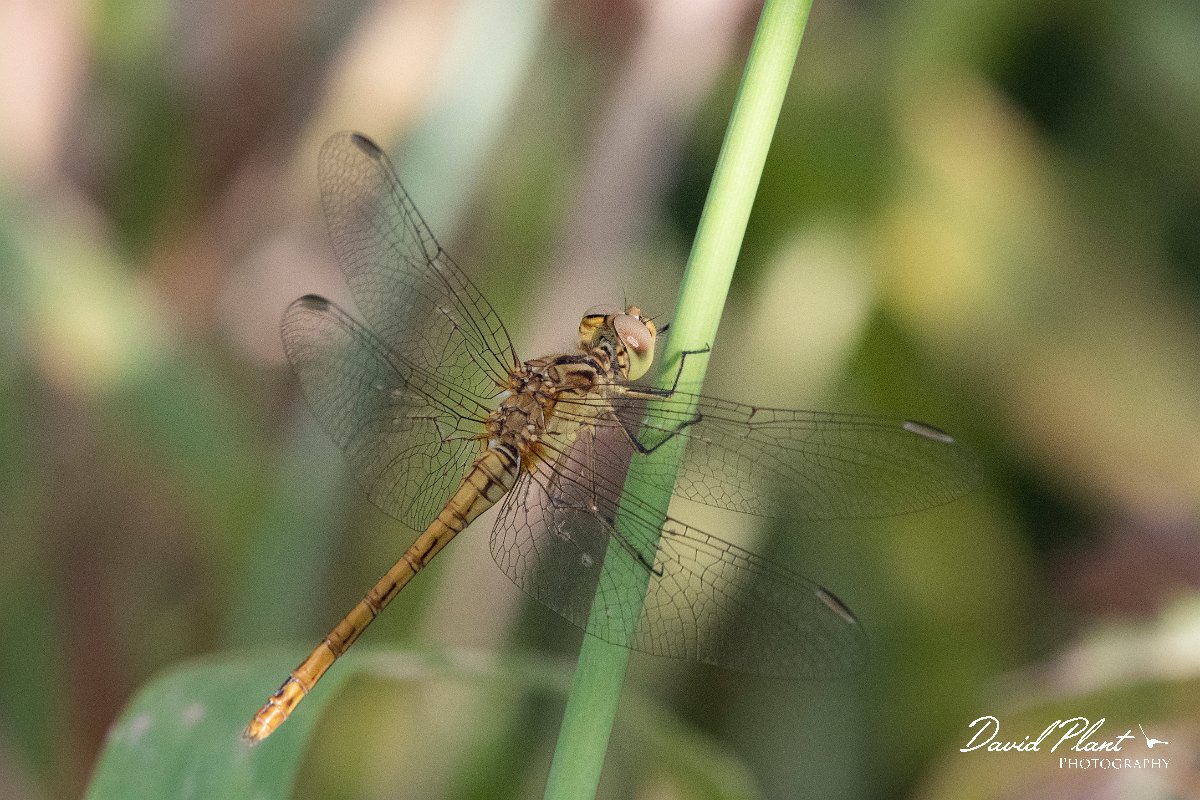 DPPhotography - Lesvos - Southern darter - C.jpg - Southern darter - Skal Kallonis pool, Lesvos