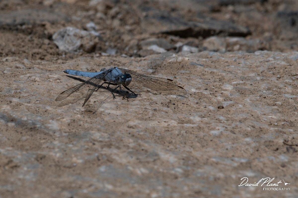DPPhotography - Lesvos - Southern skimmer - A.jpg - Southern skimmer - Achladeri forest, Lesvos