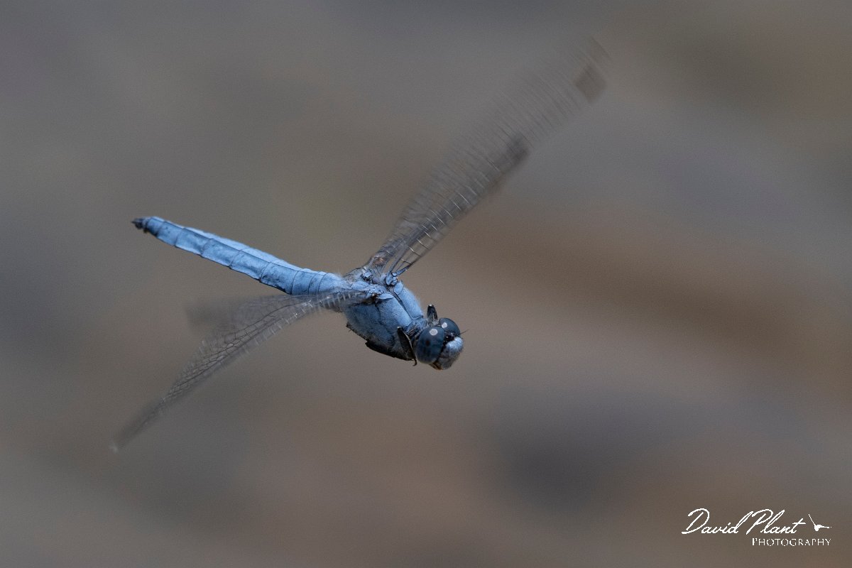 DPPhotography - Lesvos - Southern skimmer - C.jpg - Southern skimmer - Achladeri forest, Lesvos