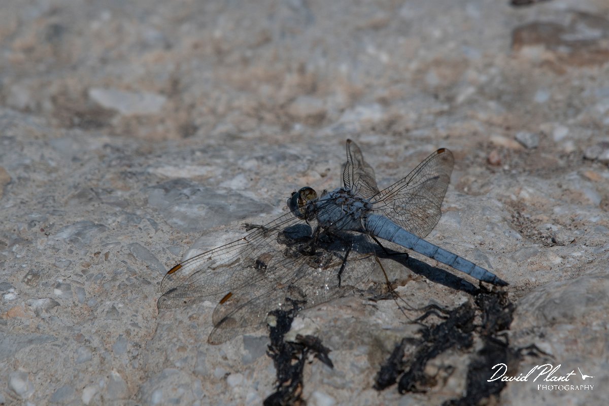 DPPhotography - Lesvos - Southern skimmer - J.jpg - Southern skimmer - Anaxos, Lesvos