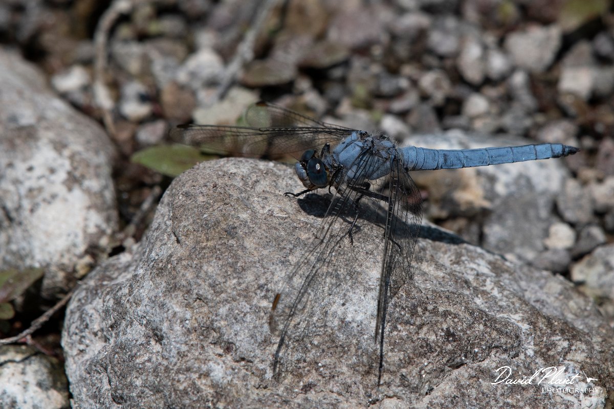 DPPhotography - Lesvos - Southern skimmer - M.jpg - Southern skimmer - Anaxos, Lesvos
