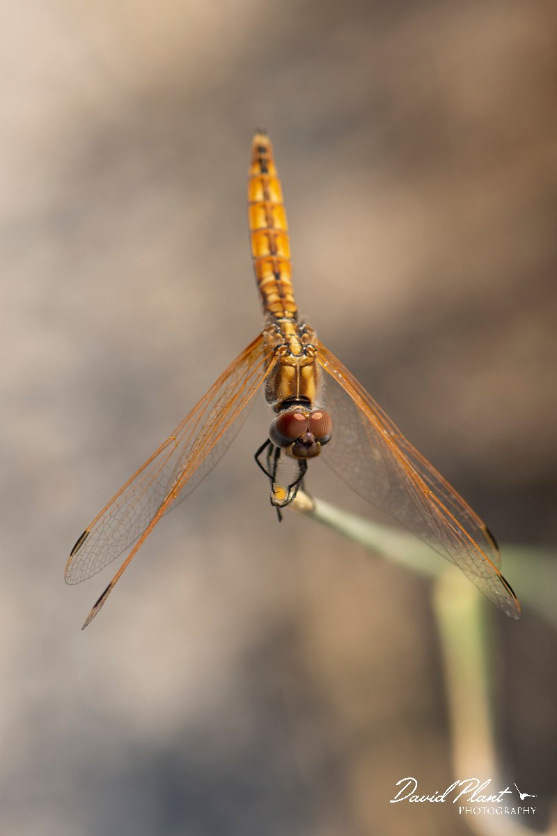 DPPhotography - Lesvos - Violet dropwing - B.jpg - Violet dropwing - Perasma reservoir, Lesvos