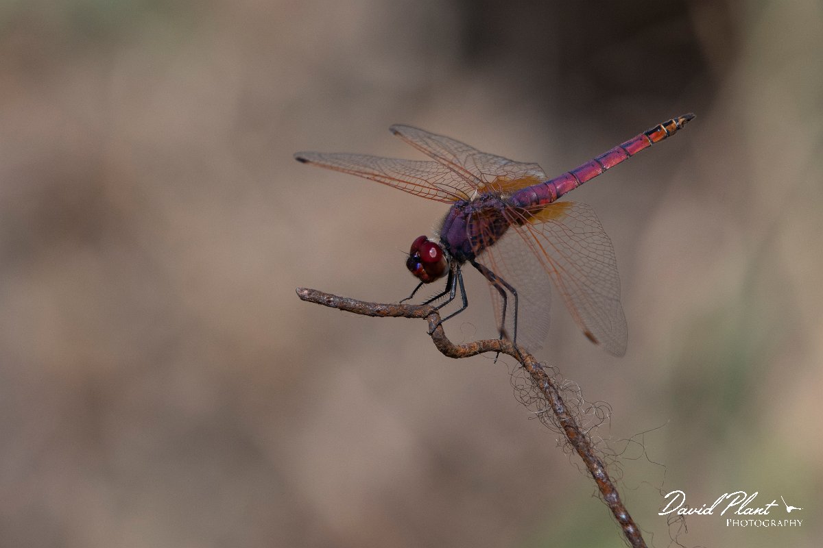 DPPhotography - Lesvos - Violet dropwing - D.jpg - Violet dropwing - Perasma reservoir, Lesvos
