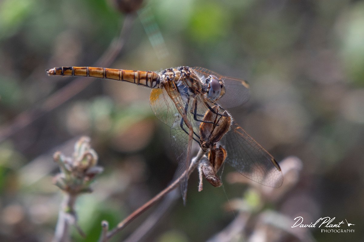 DPPhotography - Lesvos - Violet dropwing - E.jpg - Violet dropwing - Perasma reservoir, Lesvos