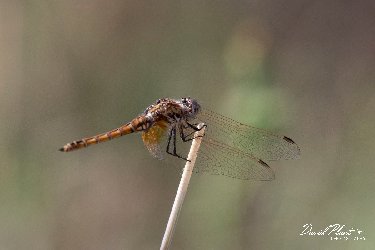 DPPhotography - Lesvos - Violet dropwing - F.jpg - Violet dropwing - Perasma reservoir, Lesvos