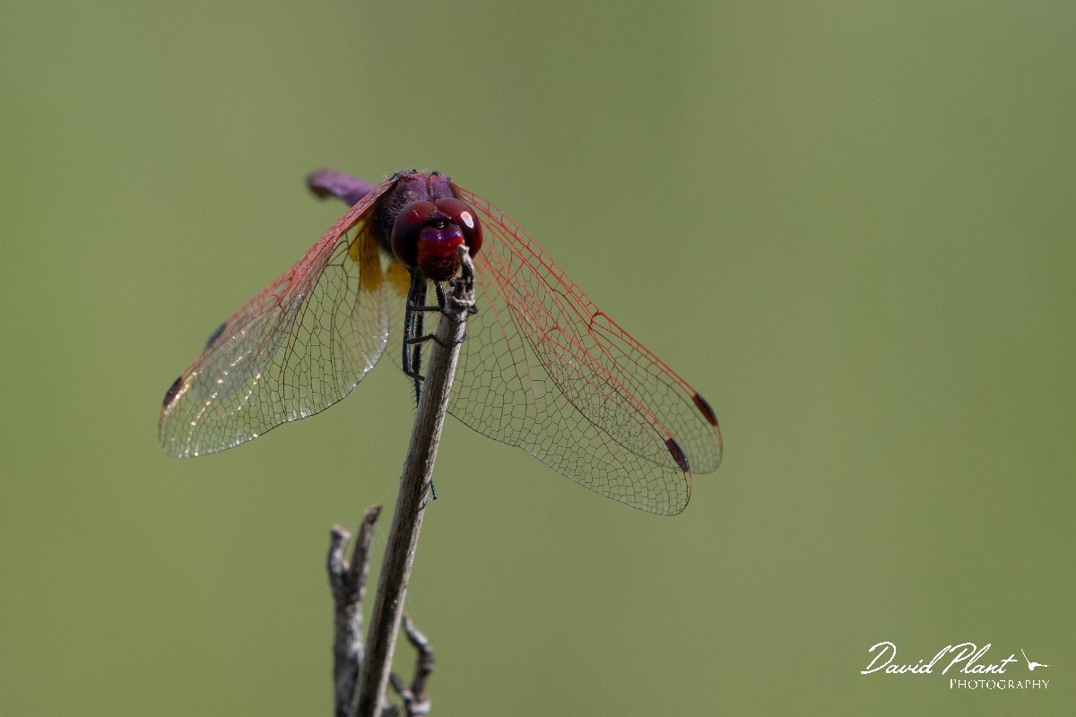 DPPhotography - Lesvos - Violet dropwing - G.jpg - Violet dropwing - Potamia Valley, Lesvos