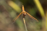 DPPhotography - Lesvos - Violet dropwing - A