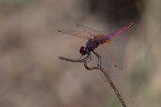 DPPhotography - Lesvos - Violet dropwing - D