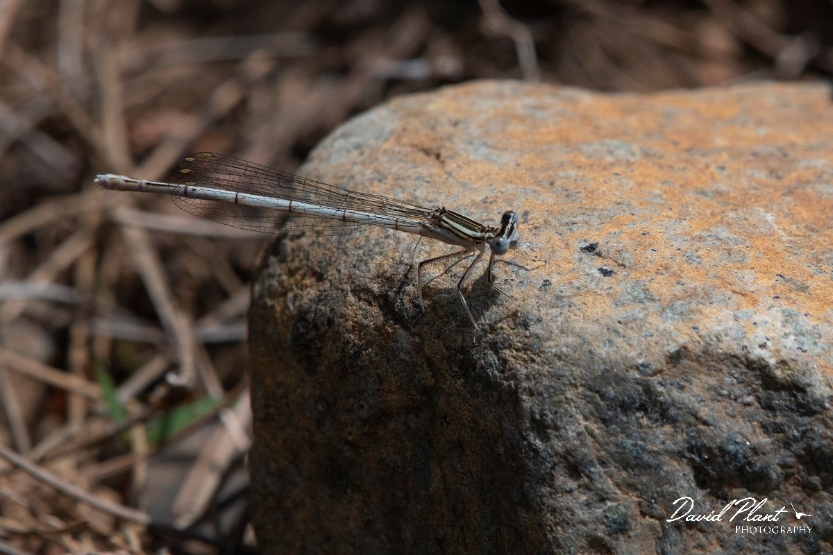 DPPhotography - Lesvos - White-legged damselfly - A.jpg - White-legged damselfly - Achladeri forest, Lesvos