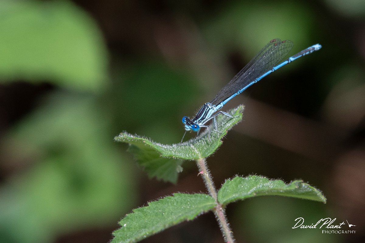 DPPhotography - Lesvos - White-legged damselfly - B.jpg - White-legged damselfly - Achladeri forest, Lesvos