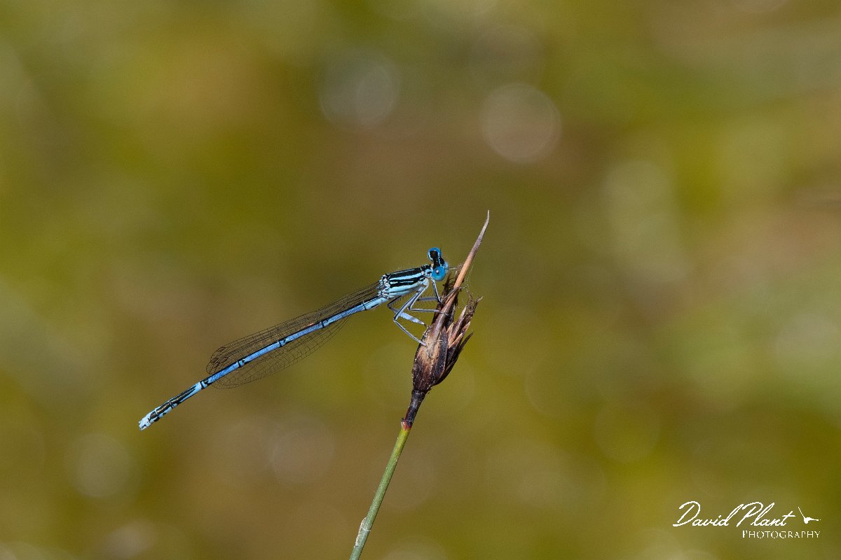 DPPhotography - Lesvos - White-legged damselfly - F.jpg - White-legged damselfly - Achladeri forest, Lesvos