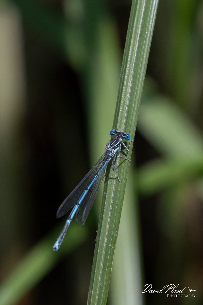 DPPhotography - Lesvos - White-legged damselfly - H.jpg - White-legged damselfly - Anaxos, Lesvos