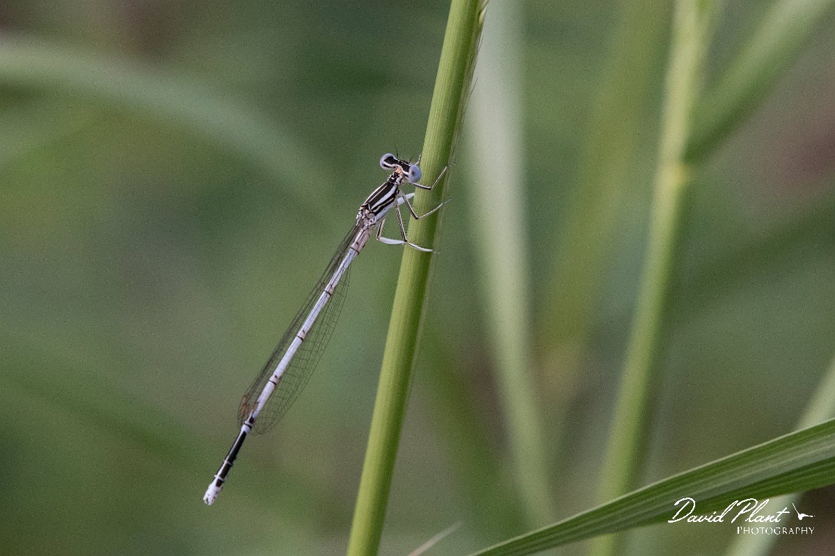 DPPhotography - Lesvos - White-legged damselfly - K.jpg - White-legged damselfly - Pessa waterfalls, Lesvos