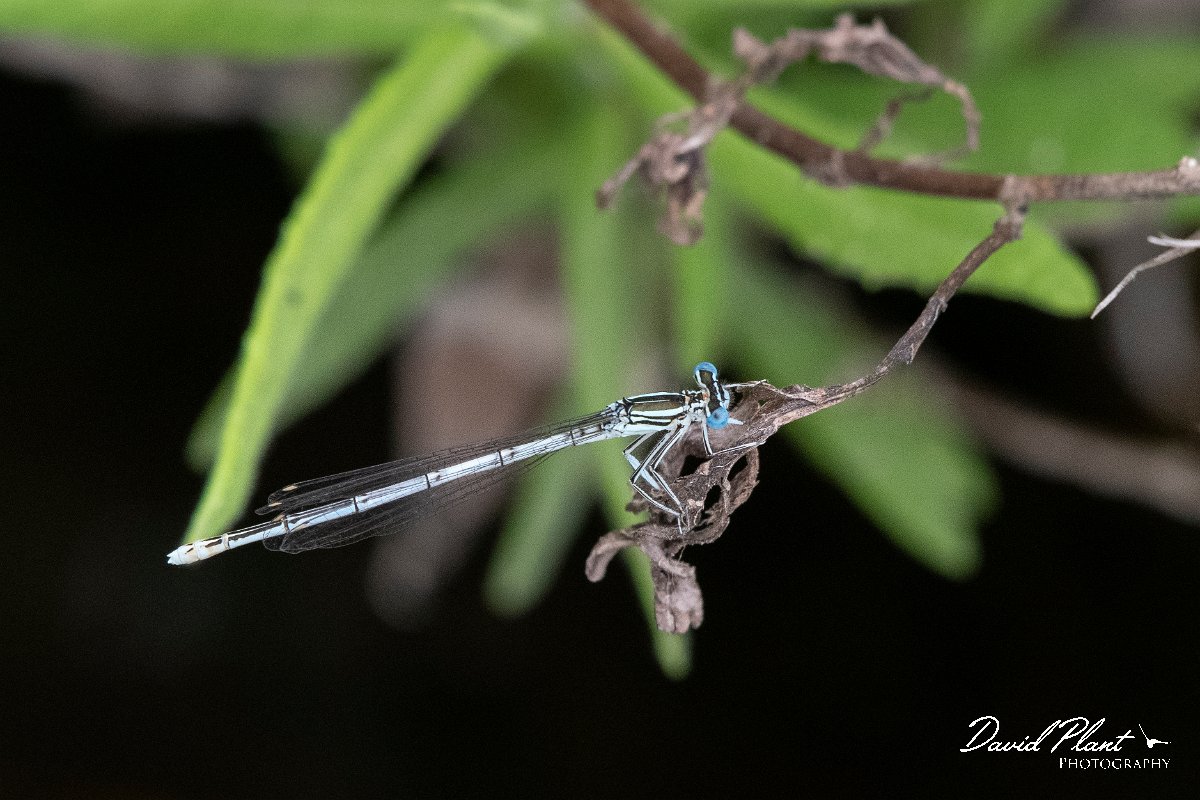 DPPhotography - Lesvos - White-legged damselfly - M.jpg - White-legged damselfly - Potamia Valley, Lesvos