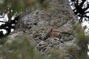 DPPhotography - Lesvos - Persian squirrel - A