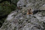 DPPhotography - Lesvos - Persian squirrel - C