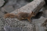 DPPhotography - Lesvos - Persian squirrel - D