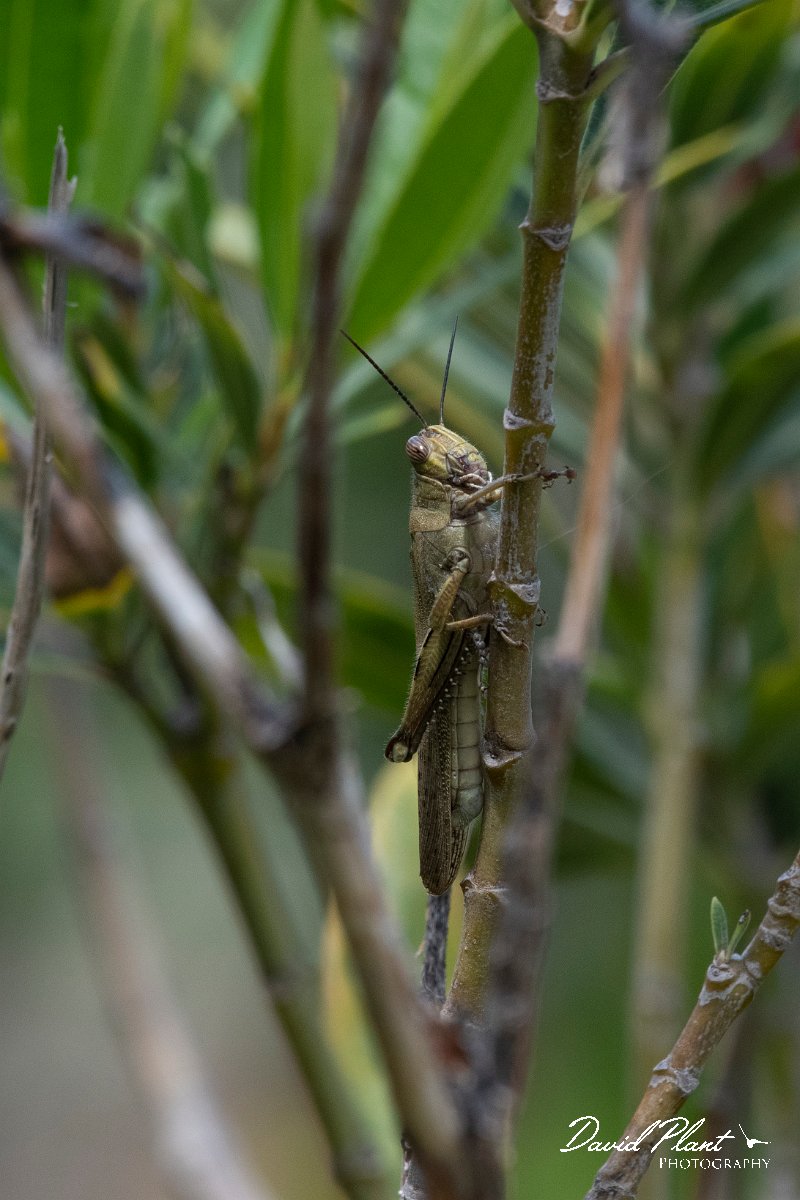 DPPhotography - Lesvos - Egyptian locust - A.jpg - Egyptian locust - Achladeri forest, Lesvos