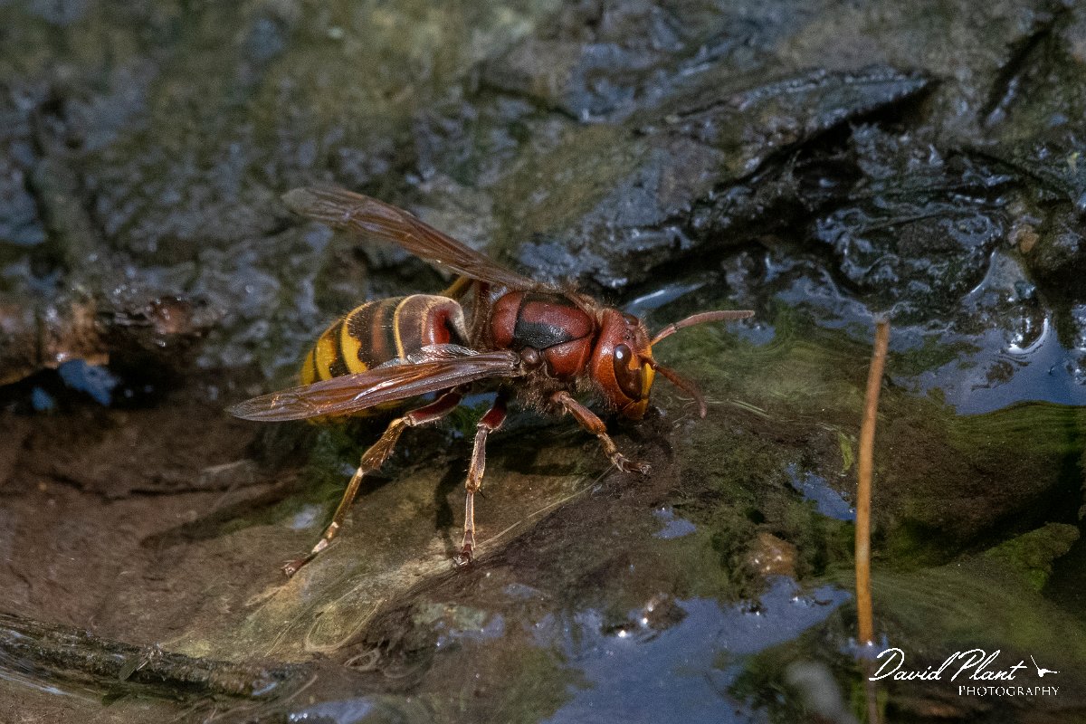 DPPhotography - Lesvos - European hornet - A.jpg - European hornet - Olympos massif, Lesvos